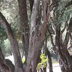Alivi Di A Restonica