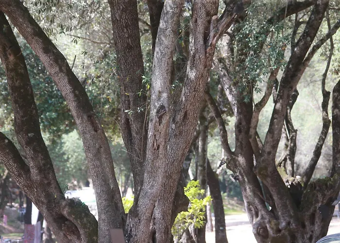 Alivi Di A Restonica