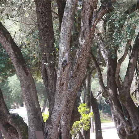 Alivi Di A Restonica